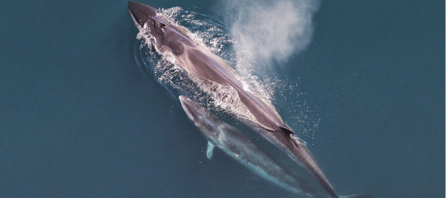 Image of a Sei Whale