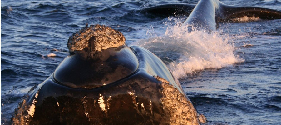 Image of a Southern Right Whale