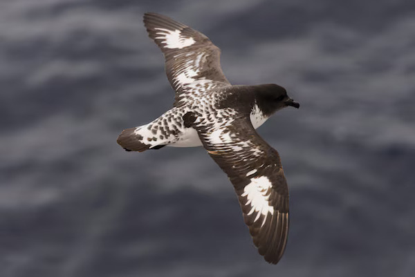 Antarctic petrel.jpg