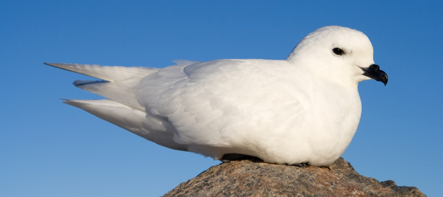 Antarctic Birds