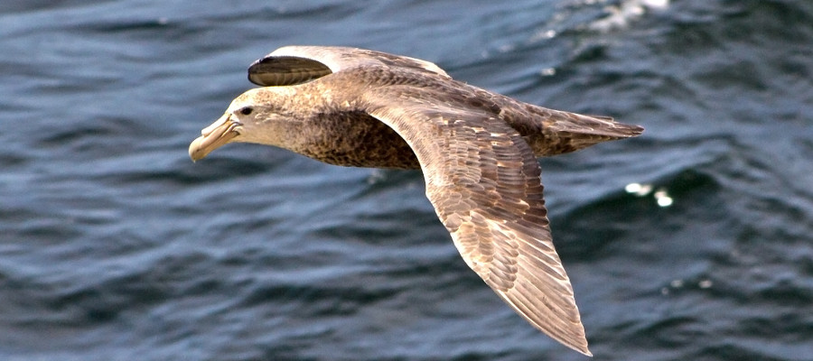 Antarctic Birds