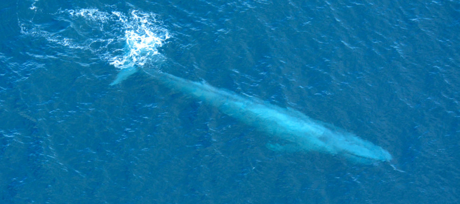 Antarctica Whales: Pictures, Facts and Information