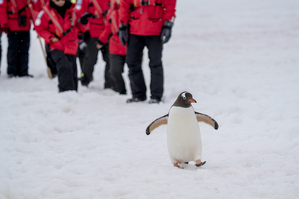 Avian flu - Antarctica cruise 1.jpg