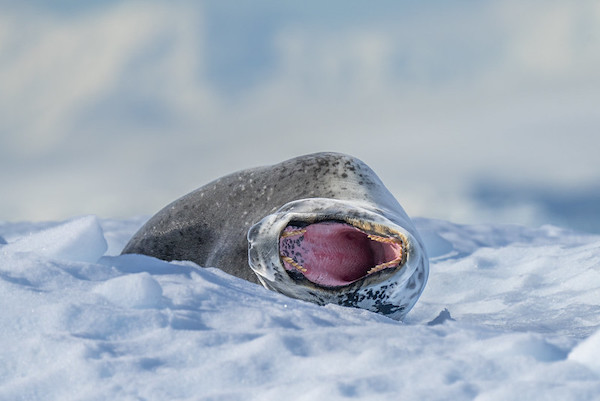 Best binoculars for Antartica cruise 5.jpg