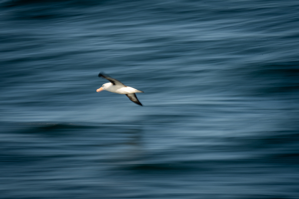 Black-browed Albatross.jpg