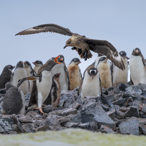 South Polar skua.jpg