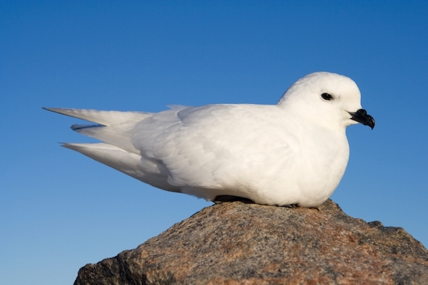 snow petrel.jpg