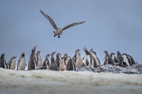 Antarctic Birdwatching for Enthusiasts: Rare Species and Where to Find Them